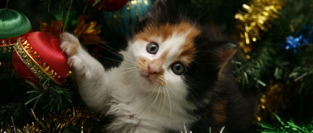 Come realizzare un albero di Natale sicuro… a prova di gatto e cane … – ParmaDaily.it