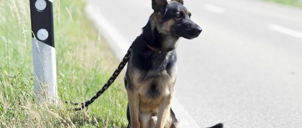 Abbandono di animali: è punito con l'arresto fino ad un anno – ParmaDaily.it