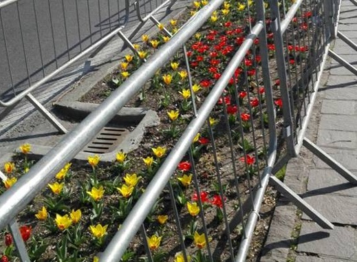 fiori