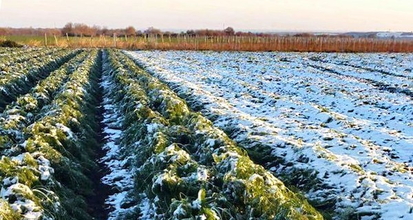 gelata