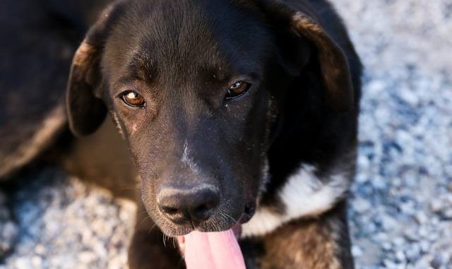 cane