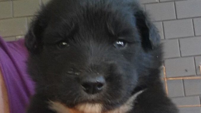 cucciolo