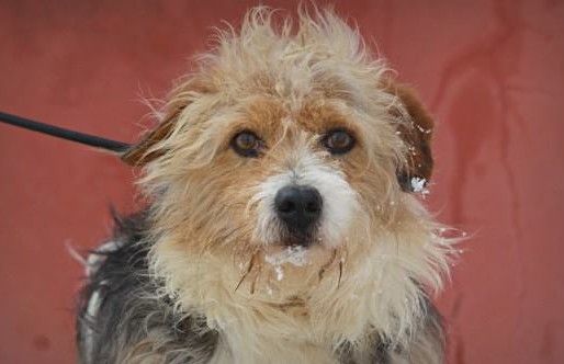 cagnolino