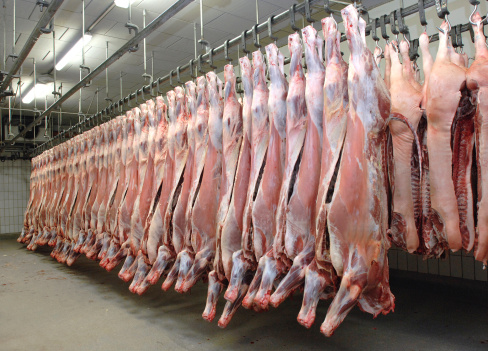 grasso_animale