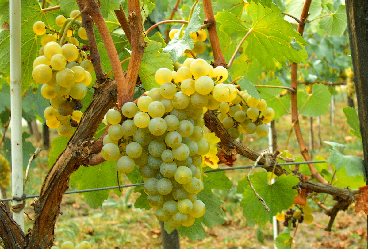 malvasia1