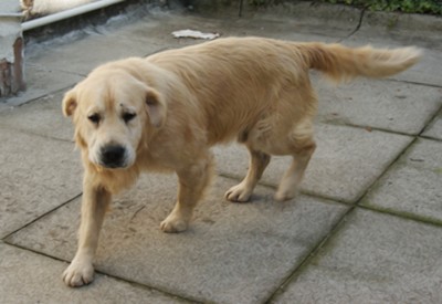 cane