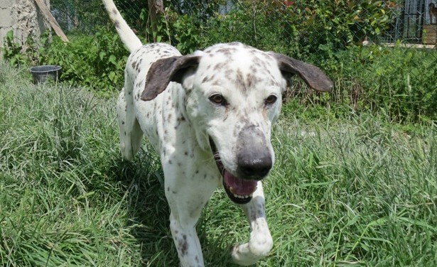 cane