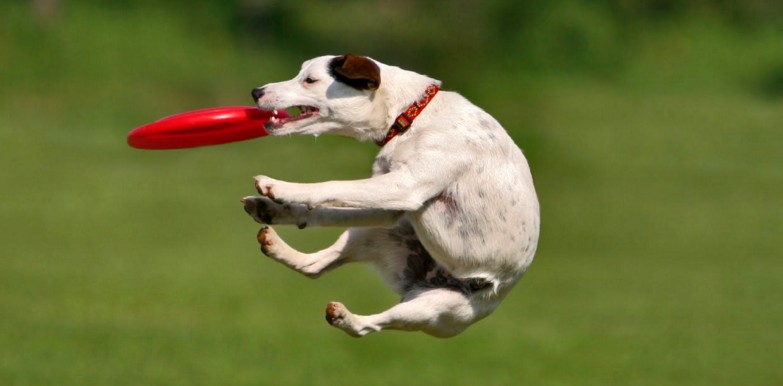 frisbee