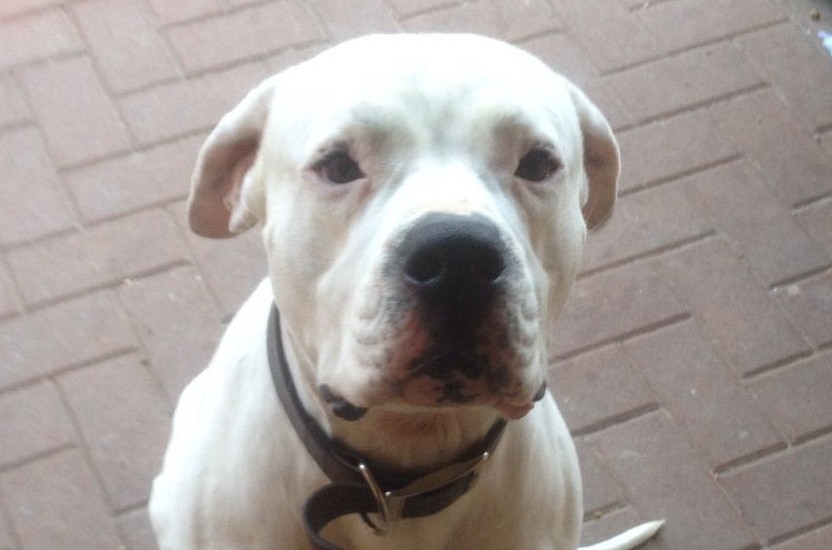 cane