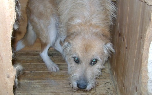 cane