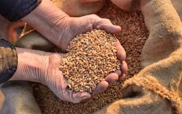 grano