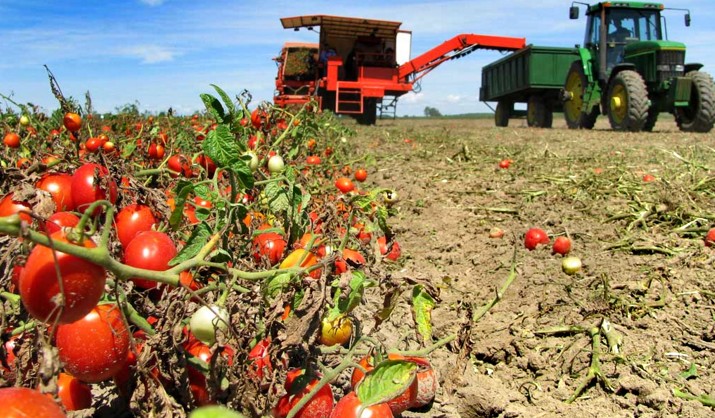 pomodori