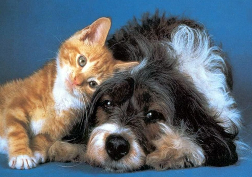 cani-e-gatti
