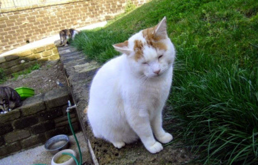 sos-gatto