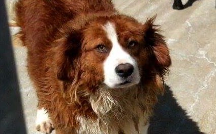 cane
