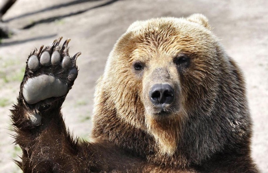 orso