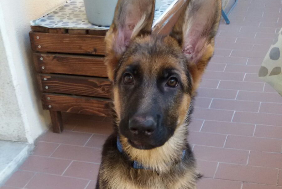 cucciolo