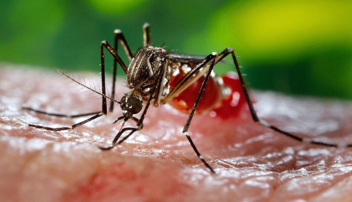 zika1