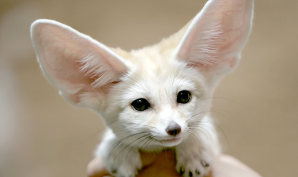 fennec