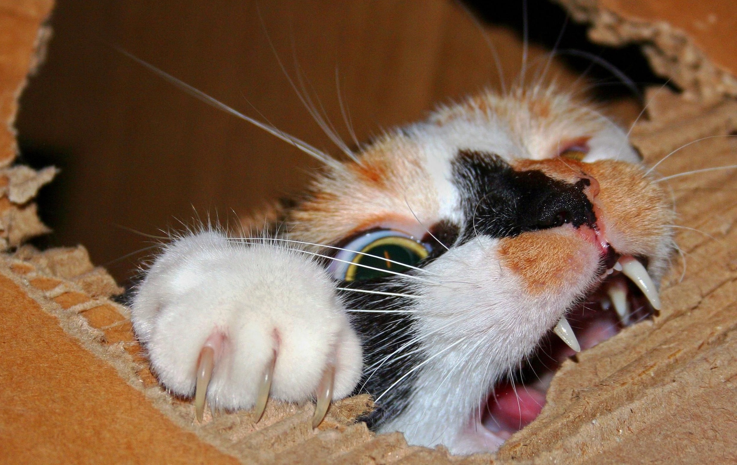 gatto