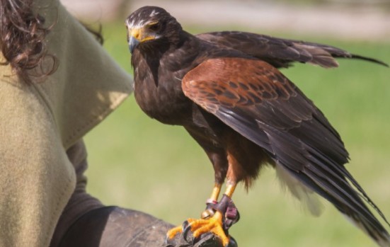 falco