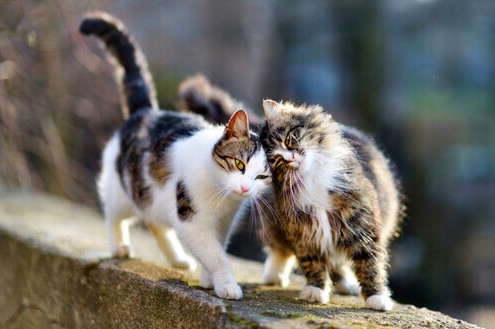 gatti