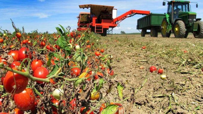 pomodori