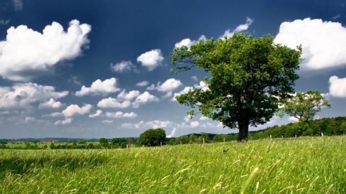 campo