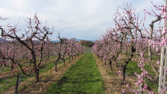 frutteto