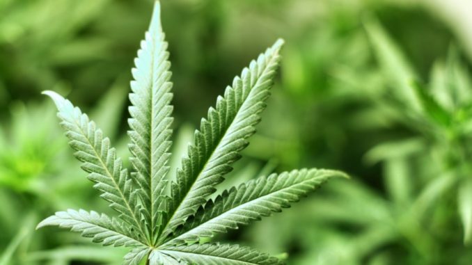 marijuana