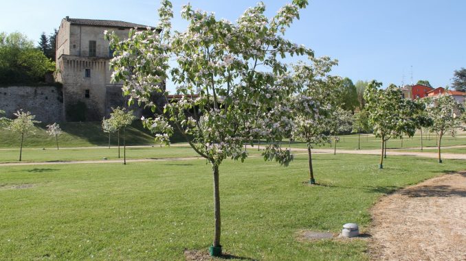giardino