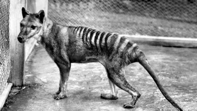 tigre della Tasmania