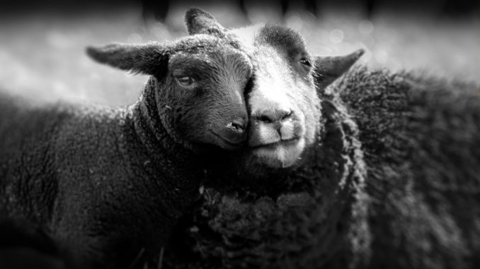 animali1