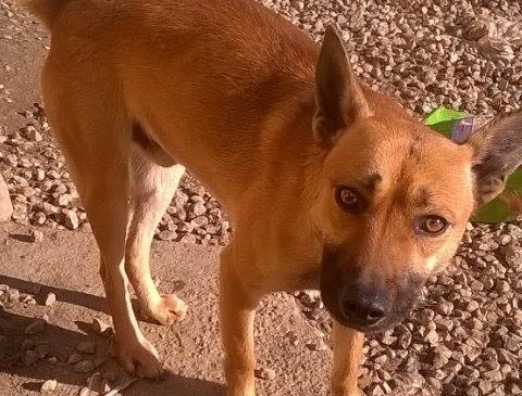 cagnolino