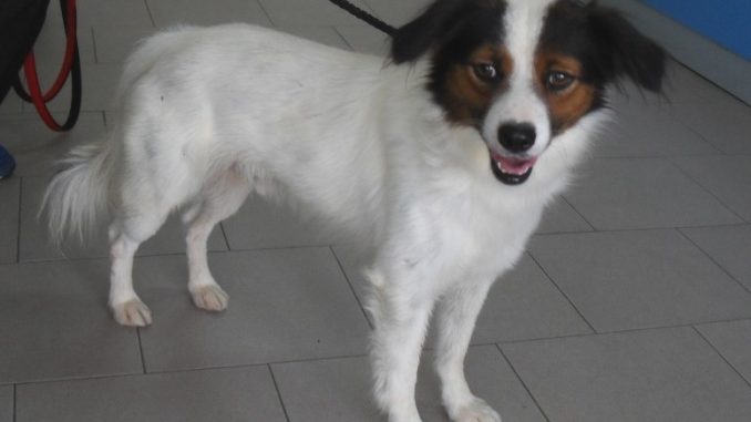 cagnolino