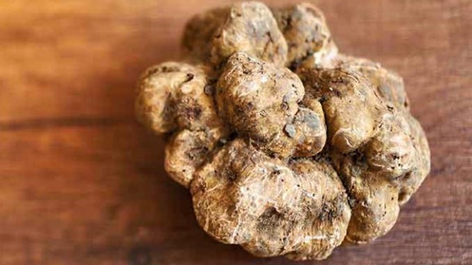 tartufo bianco
