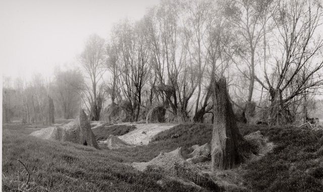 alberi