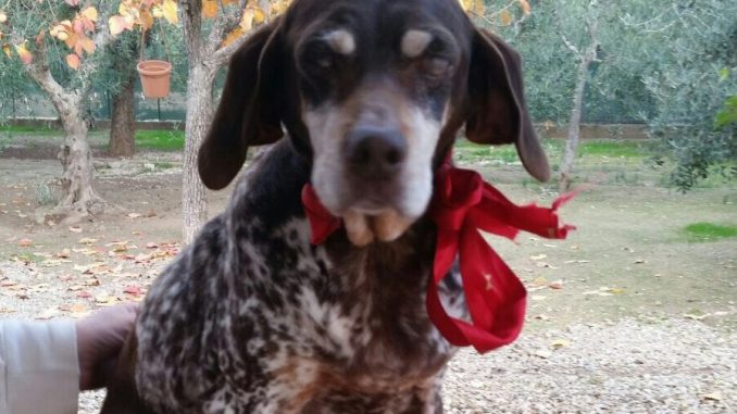 cagnolina