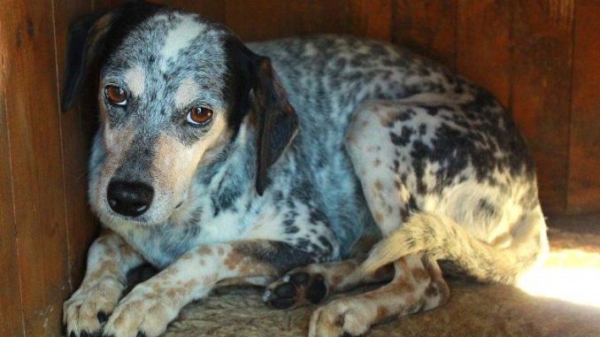 cagnolina