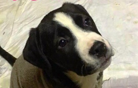 cucciola