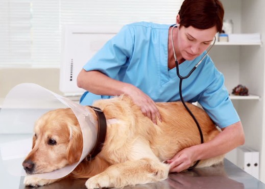 veterinario