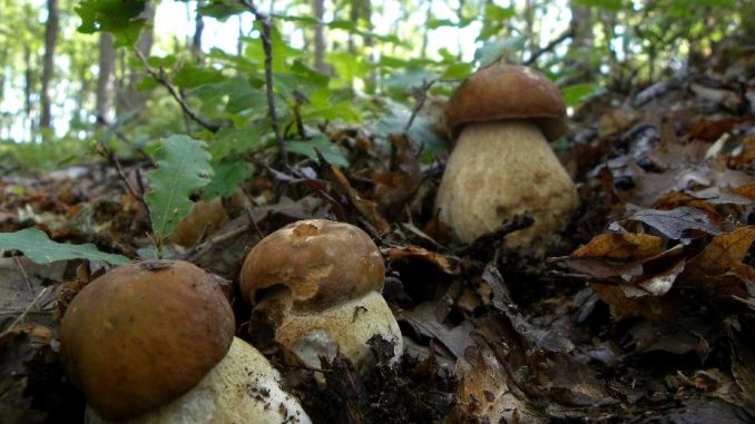 funghi
