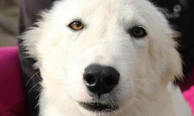 cucciolo1