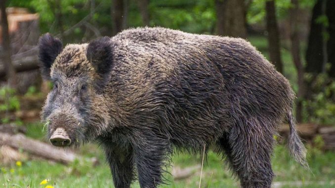 cinghiale