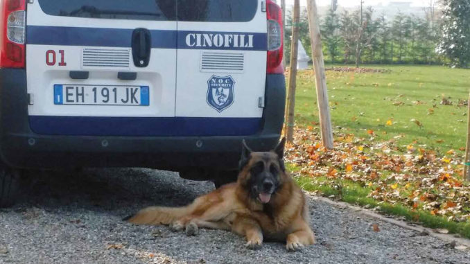 cinofili
