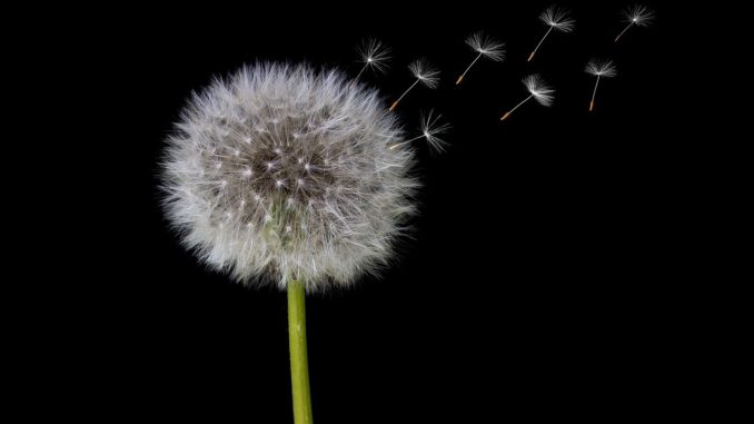 fiore