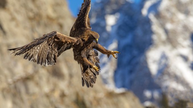 aquila 2