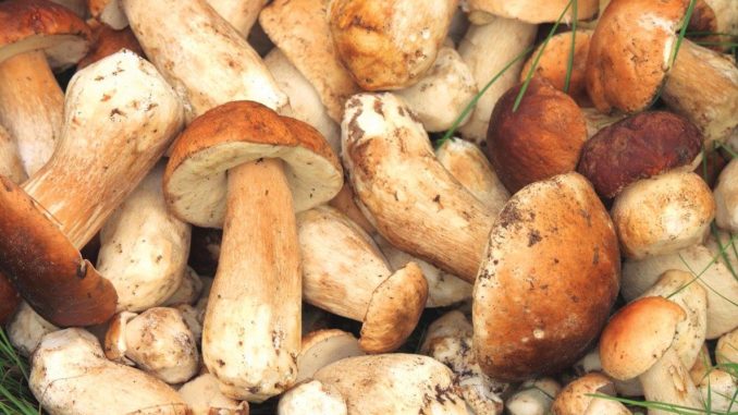 funghi