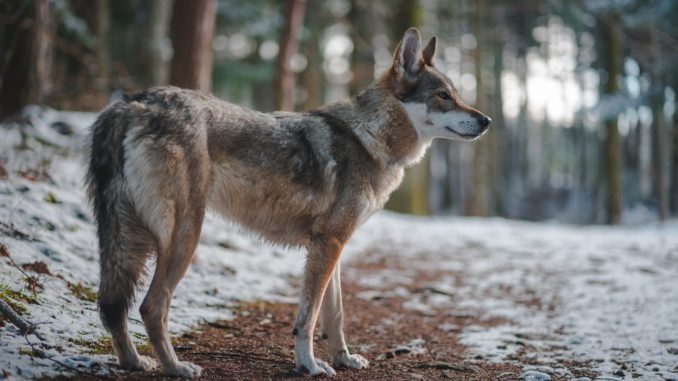 lupo
