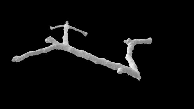Per fare un albero scansione parziale